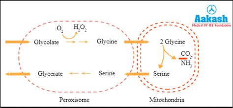 Photorespiration: Definition, Factors & Advantages | AESL