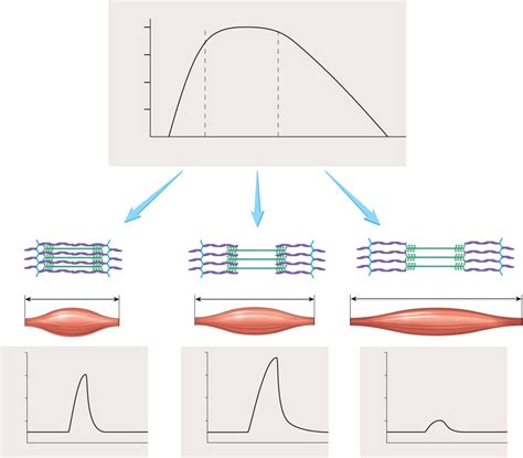 Image result for Tension Force Muscle Graph