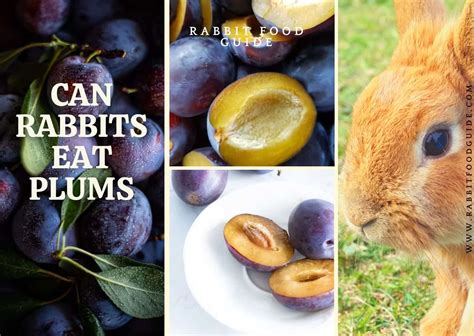 Can Rabbits Eat Plums? 100% Recommended Complete Full Guide - Rabbit ...