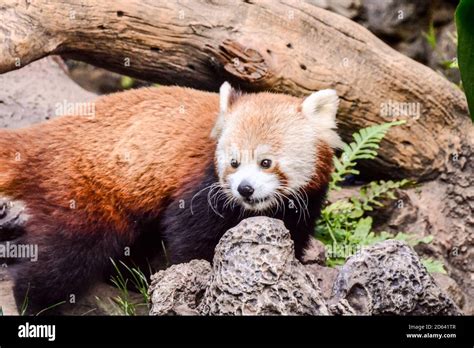 Image result for Red Panda vs Firefox