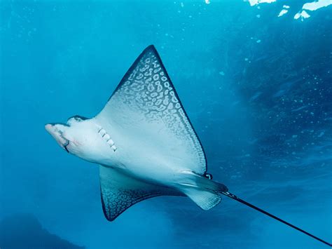 Stingray Images