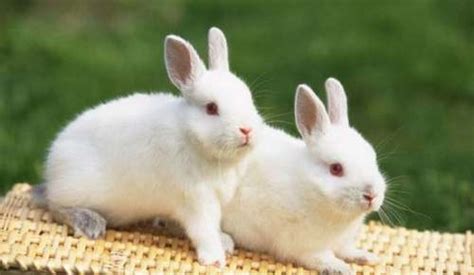 动物小兔子观察日记