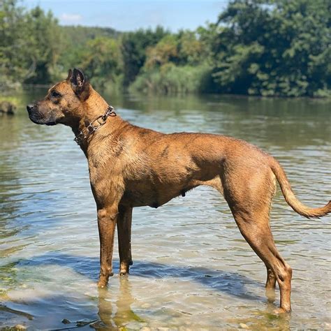 Dog Breed ️ ALANO ESPAÑOL From @alanosdelzoilo | Cani, Alano