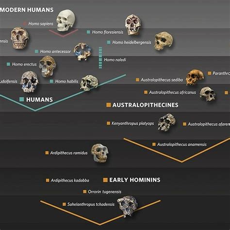 Image result for Civilization 1 Human