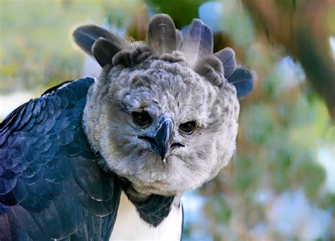Harpy eagles may disappear as the Amazon forest is cleared - Earth.com
