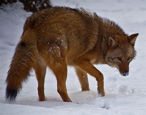 Coywolf: New coyote-wolf hybrid sees explosion in numbers | The ...