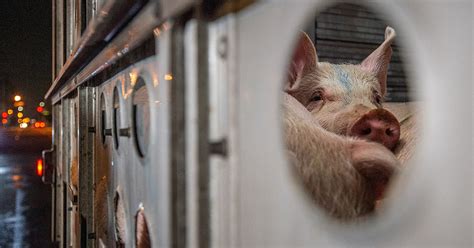 #DoBetterForAnimals - a FOUR PAWS campaign