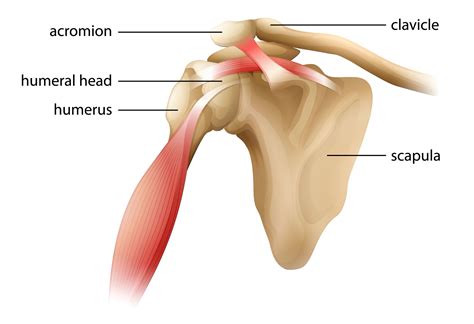 Shoulder Joint Pain | Causes & Treatment | Dr. Chris Homan