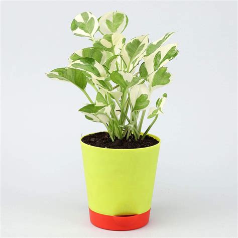 UGANIO PLANT White Pothos Plant In Black pot : Amazon.in: Garden & Outdoors