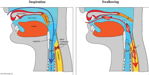 C.2. Upper Respiratory Airways - BasicPhysiology.org