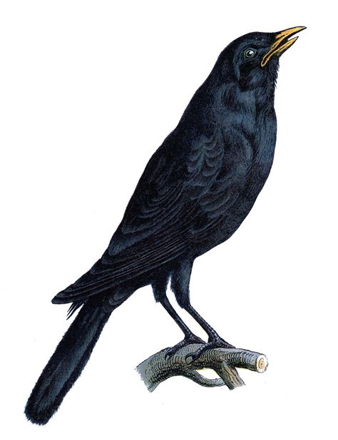Crows Clipart Free