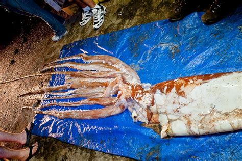 Humboldt Squid Anatomy