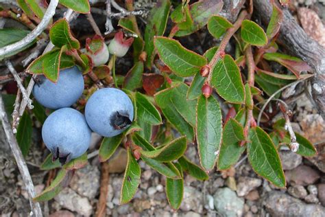 Lowbush Blueberry (Wild Blueberry) - Experimental Farm Network Seed Store