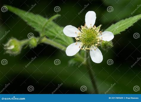 White Avens - Geum Canadense Stock Image - Image of flora, family ...