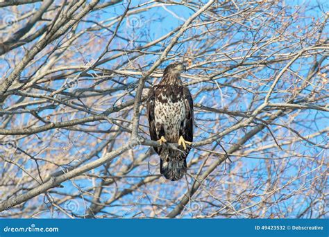 Immature Bald Eagle stock photo. Image of fall, brown - 49423532