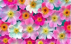 Wallpaper Of Pink Flower by Wallpapers Pink Flowers Wallpapers Wallpaper Of Pink Flower