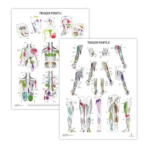 2 PACK Trigger Points I & II Poster Set, LAMINATED, Anatomy and ...