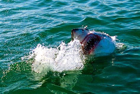 Great White Shark Aggression Explained - A-Z Animals Slideshows