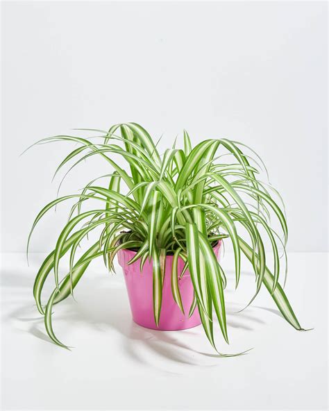 Variegated Spider Plant: Vibrant & Easy-Care Indoor Plants