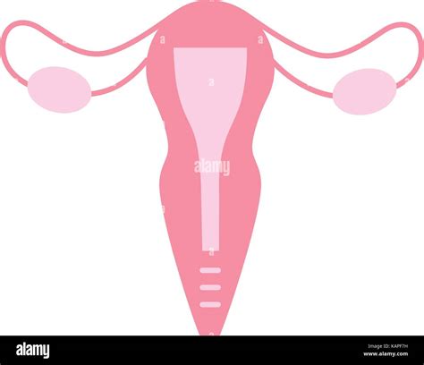 Diagram Of Uterus And Fallopian Tubes