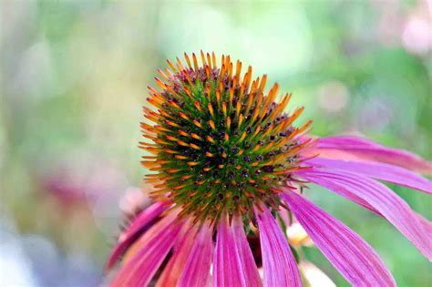 All About Coneflowers! - Tuxedo Yard Care