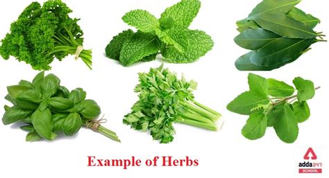 Herbs Plant Examples, Definition, with Names