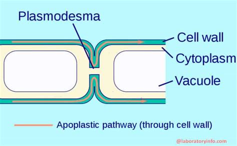 Image result for Apoplastic Pathway Model Kit
