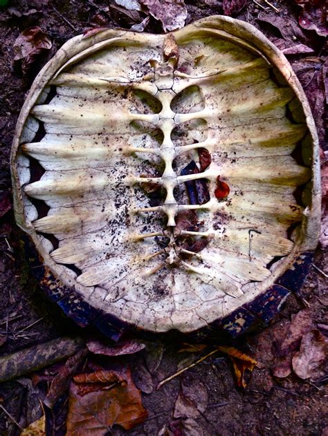 Image result for Turtle Shell Evolution