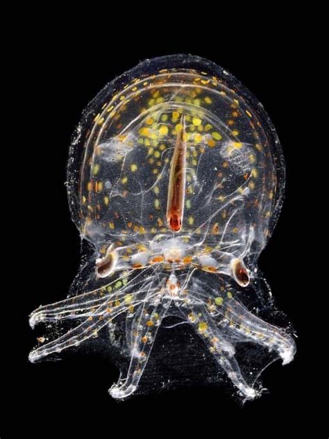 Alien Animals 的图像结果