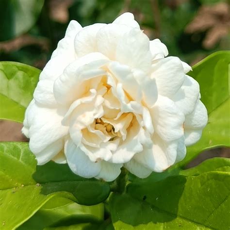 White Hibiscus - VGR Gardens