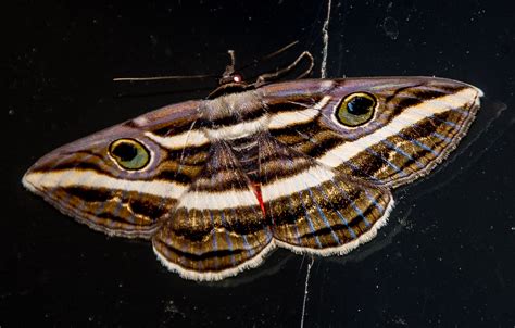 Moth large insect brown white free image download