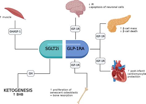 Glp 1 Mechanism Of Action