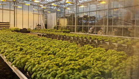 En Islande, la géothermie fait revivre l’agriculture - LE SILLON