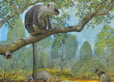 Giant Tree-Kangaroos Were Once Widespread across Australia | Sci.News