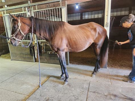 DIME PIECE · Copper Horse Crusade