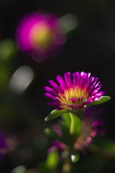 Purple flower bokeh - Pentax User Photo Gallery