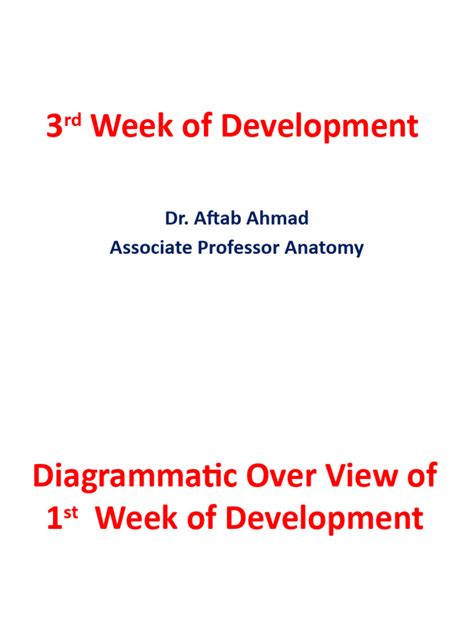 Image result for Third Week Development of Embryo