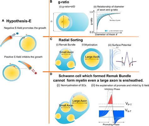 Frontiers | A physical perspective to understand myelin II: The physical origin of myelin ...