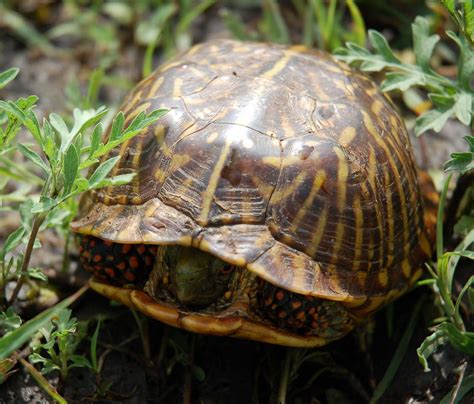 Image result for Different Types of Box Turtle