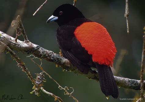 Honeycreepers, Dacnises, Tanagers and Euphonias of Costa Rica - Photo ...
