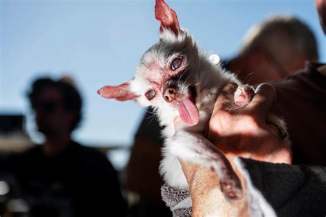 Meet Petunia, the winner of World’s Ugliest Dog Contest at Sonoma-Marin ...