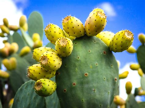 Prickly Pear Fruit Types at Paul Boldt blog