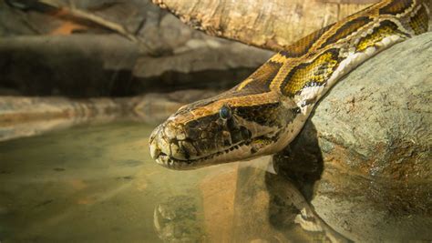 Image result for Burmese Python Edmonton Zoo