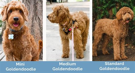 Mini vs. Medium vs. Standard Goldendoodle: Main Differences (With ...