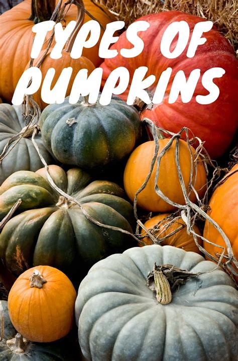 Types Of Pumpkins - Healthier Steps