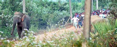 India’s Asian elephants are dying in the absence of a proper solution ...