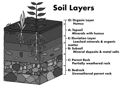 Soil Prep Guide – Bona Terra