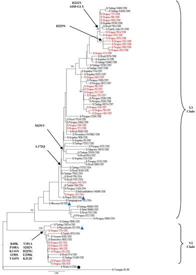 Epidemiology and Genetic Variability of Circulating Influenza B Viruses ...
