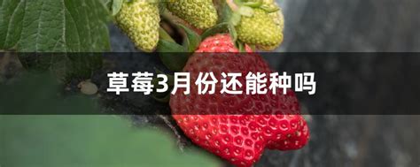 草莓11月份种植可以吗 —【发财农业网】