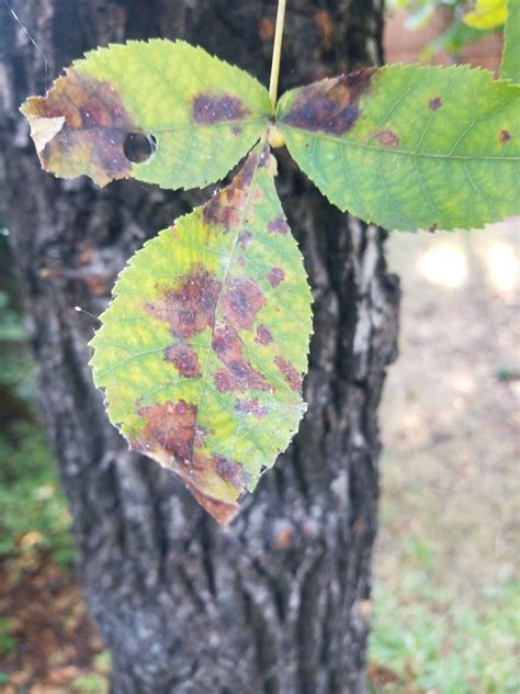 Finding Tree Root Flare 的图像结果